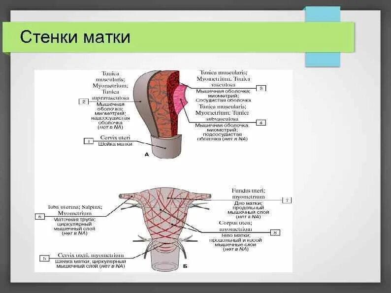 Стенки матки. Строение стенки матки анатомия. внутренняя оболочка стенки матки. слои стенки матки анатомия. строение шейки матки слои.