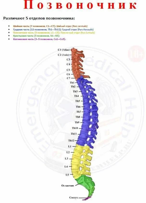 Th5-th12 позвонка. Плзвонок 12 грудной позвонок. Позвонок т11. Грудной отдел позвоночника (12 позвонков) (vertebrae Thoracales).