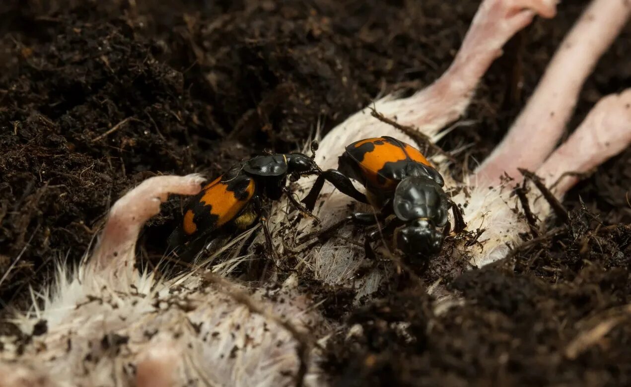 Жук Nicrophorus. Могильщик погребальный Жук. Могильщик рыжебулавый Жук.