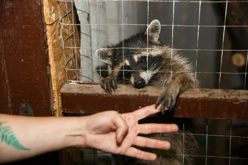 птичий остров волгоград