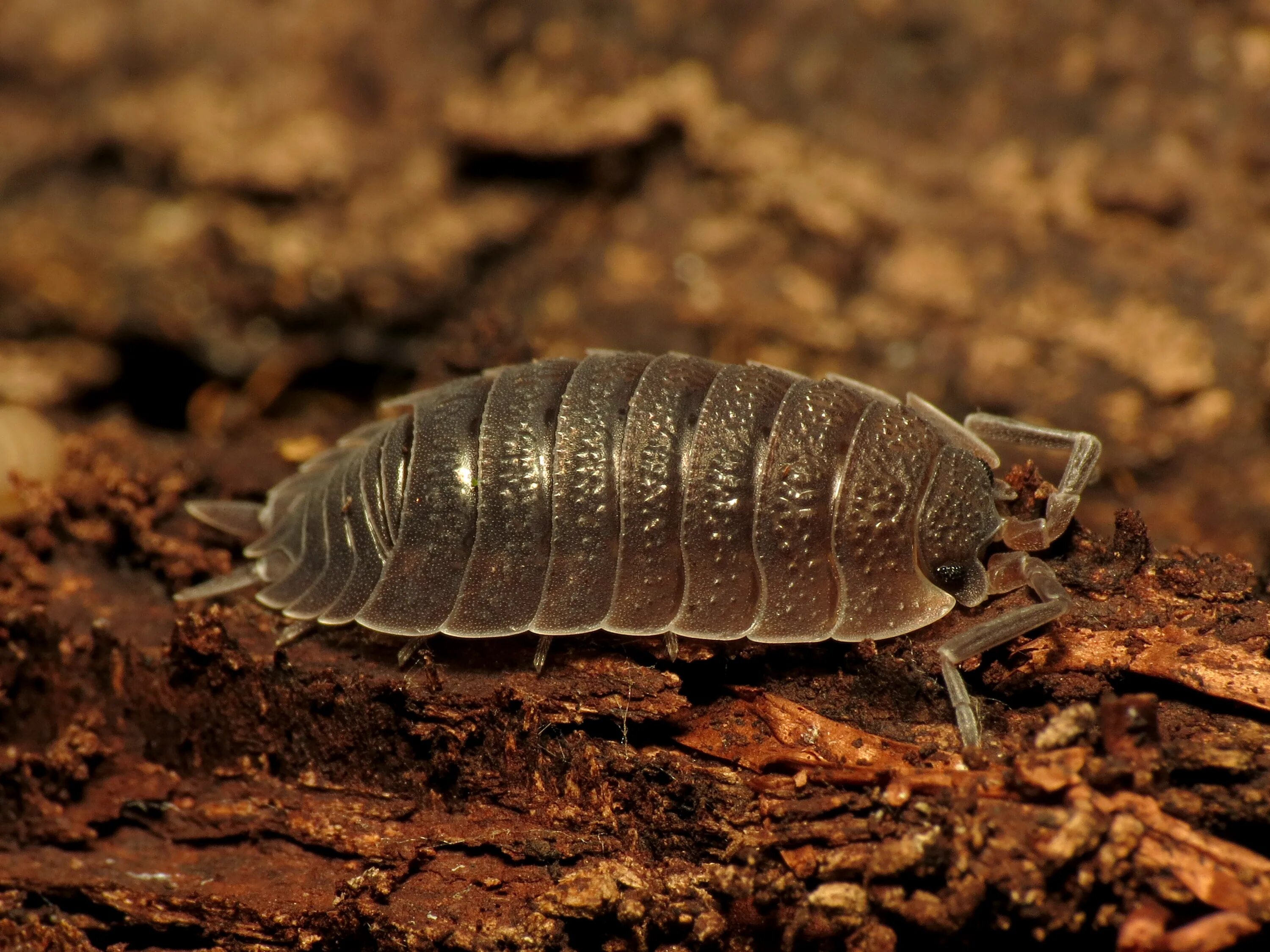 Мокрица рак. Мокрицы porcellio scaber. мокрица шероховатая (porcellio scaber). porcellio. эволюция мокрицы.