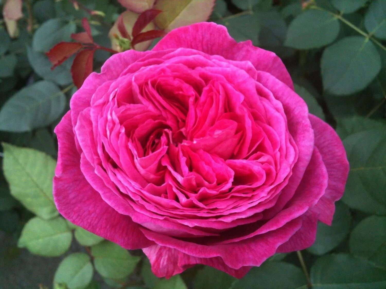 фридерика байер. Kerstin ott и каролина каппен. Kerstin ott девушка. фрау мюллер наб обводного канала 46. роза кордес freifrau caroline.