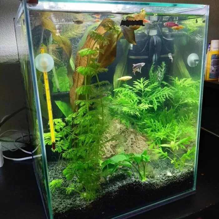 Aquael hexa set ii 20. Аквариум aquael 30. Aquael аквариум 30. Аквариум aquael 50 литров. Aquael shrimp set smart.