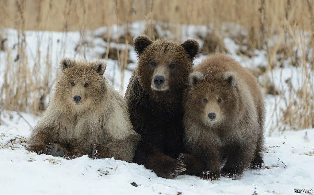 Медведь Корякский заповедник. Ильменский заповедник бурый медведь. Фотографии 3 медведей