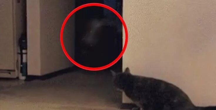 Увидеть умирающую кошку. Увидеть умирающую кошку. Увидеть умирающую кошку. Увидеть умирающую кошку. Кот: глаза, которые видят смерть фильм 2011.