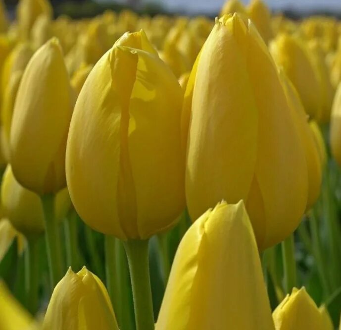 тюльпан стронг голд. тюльпан yellow master. белые и желтые тюльпаны. Yellow master. тюльпан йеллоу желтый.