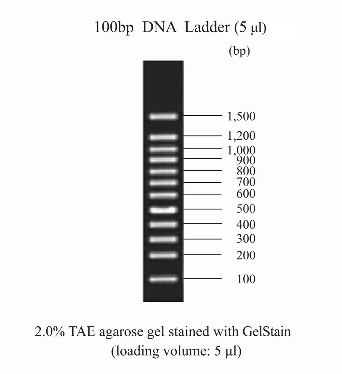 100 BP Plus DNA Ladder. 100 BP Plus Generuler. DNA Ladder 50 BP. DNA Ladder 1200 BP.