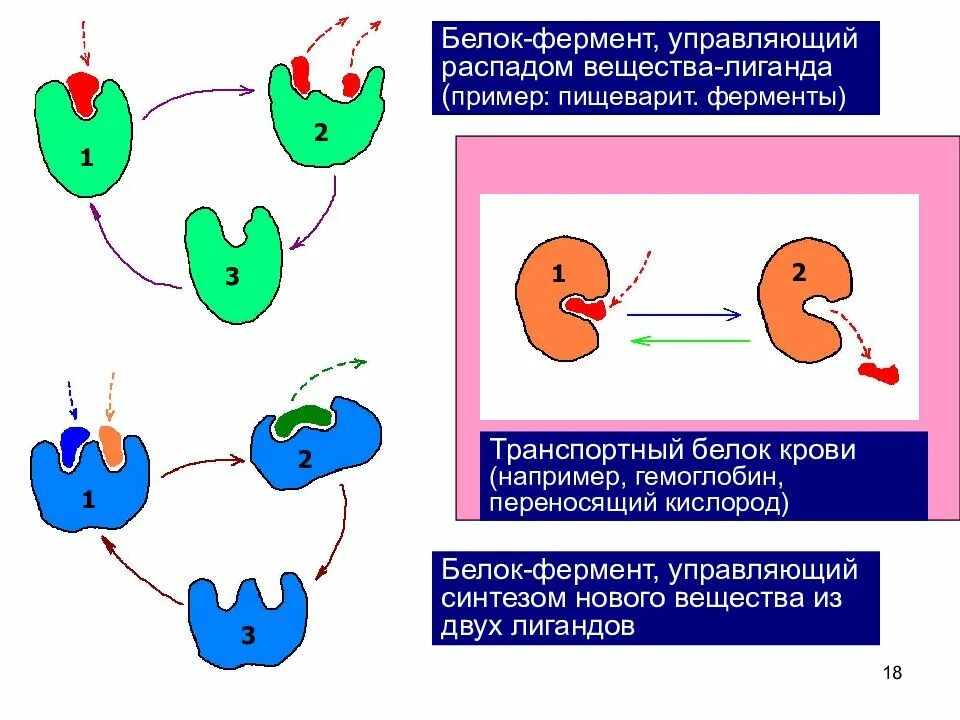 Белки ферменты. Белки ферменты примеры. Белок и лиганд примеры. Примеры белков ферментов.