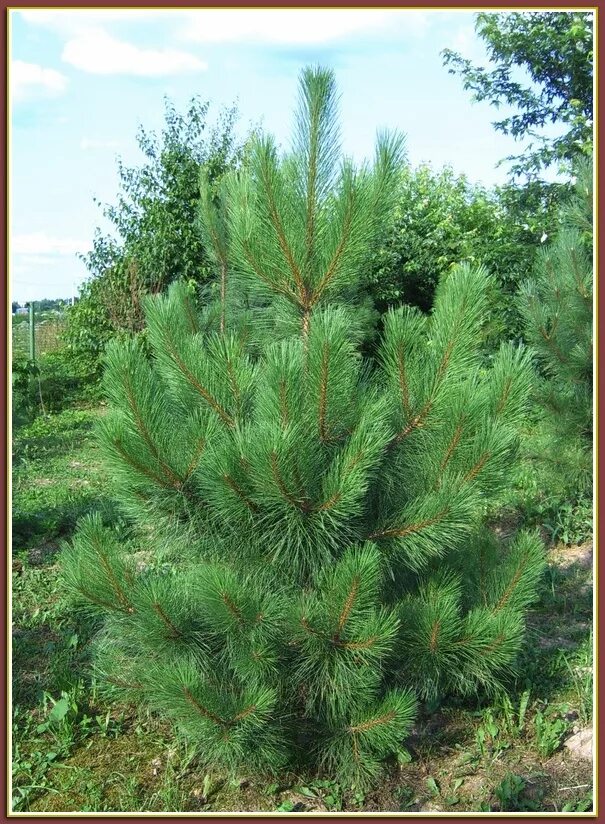 Хвойный адрес. Pinus resinosa. Сосны красная ( Pinus resinosa). Сосна красная/смолистая (Pinus resinosa).