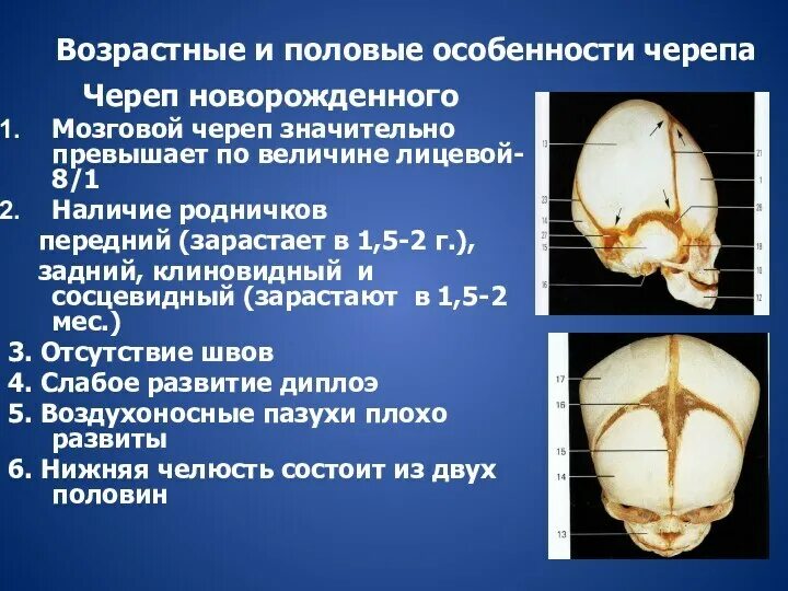 Череп ребенка состоит из отдельных. Возрастные особенности строения костей черепа. половые отличия черепа таблица. возрастные особенности швов черепа. возрастные особенности черепа анатомия.