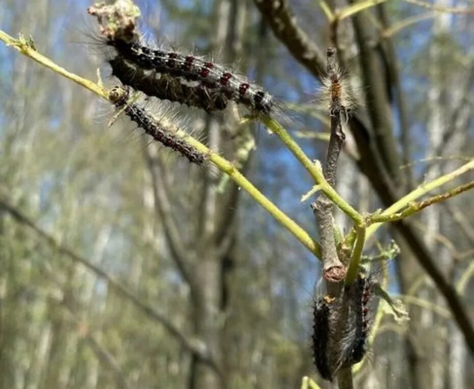 Шелкопряд гусеница непарный в 2023. Шелкопряд рязань 2023. Непарный тутовый шелкопряд. Непарный шелкопряд рязанская область. Непарный шелкопряд лес.