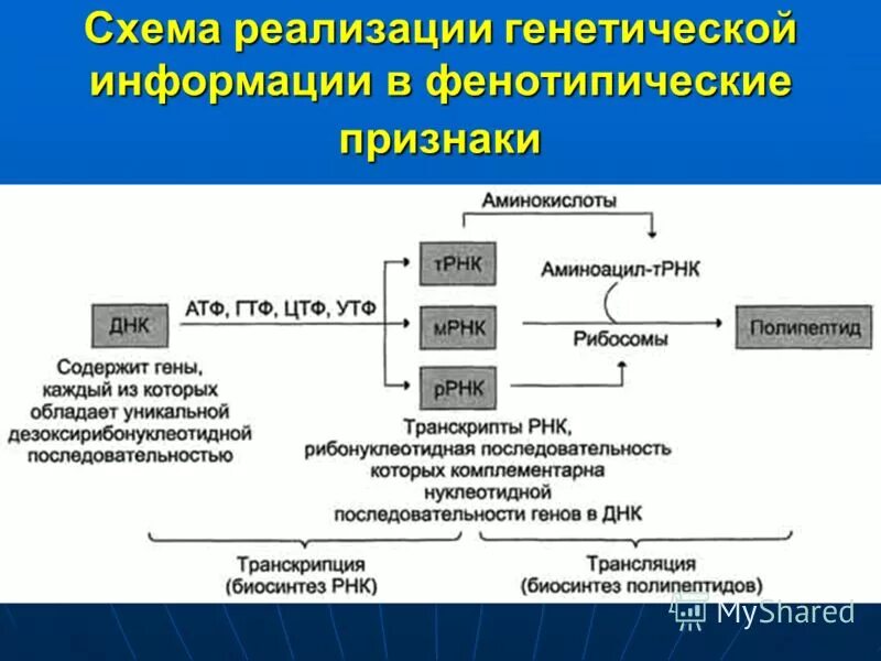 Схема реализации наследственной информации. Реализация генетической информации схема. Последовательность этапов реализации наследственной информации. Роль в реализации наследственной информации