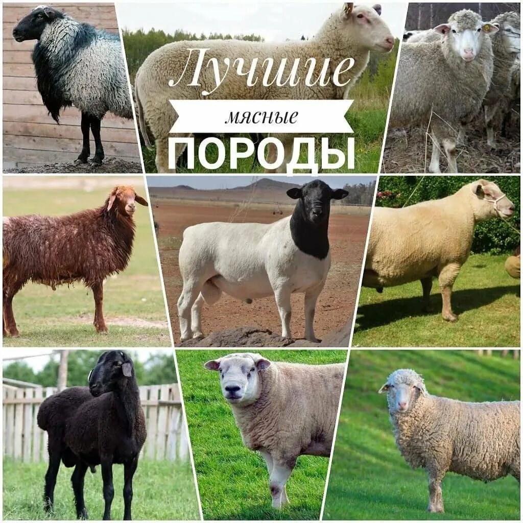 Какими бывают овцы. Овцы породы меринос. бесшерстные породы овец. адыгейская порода овец.