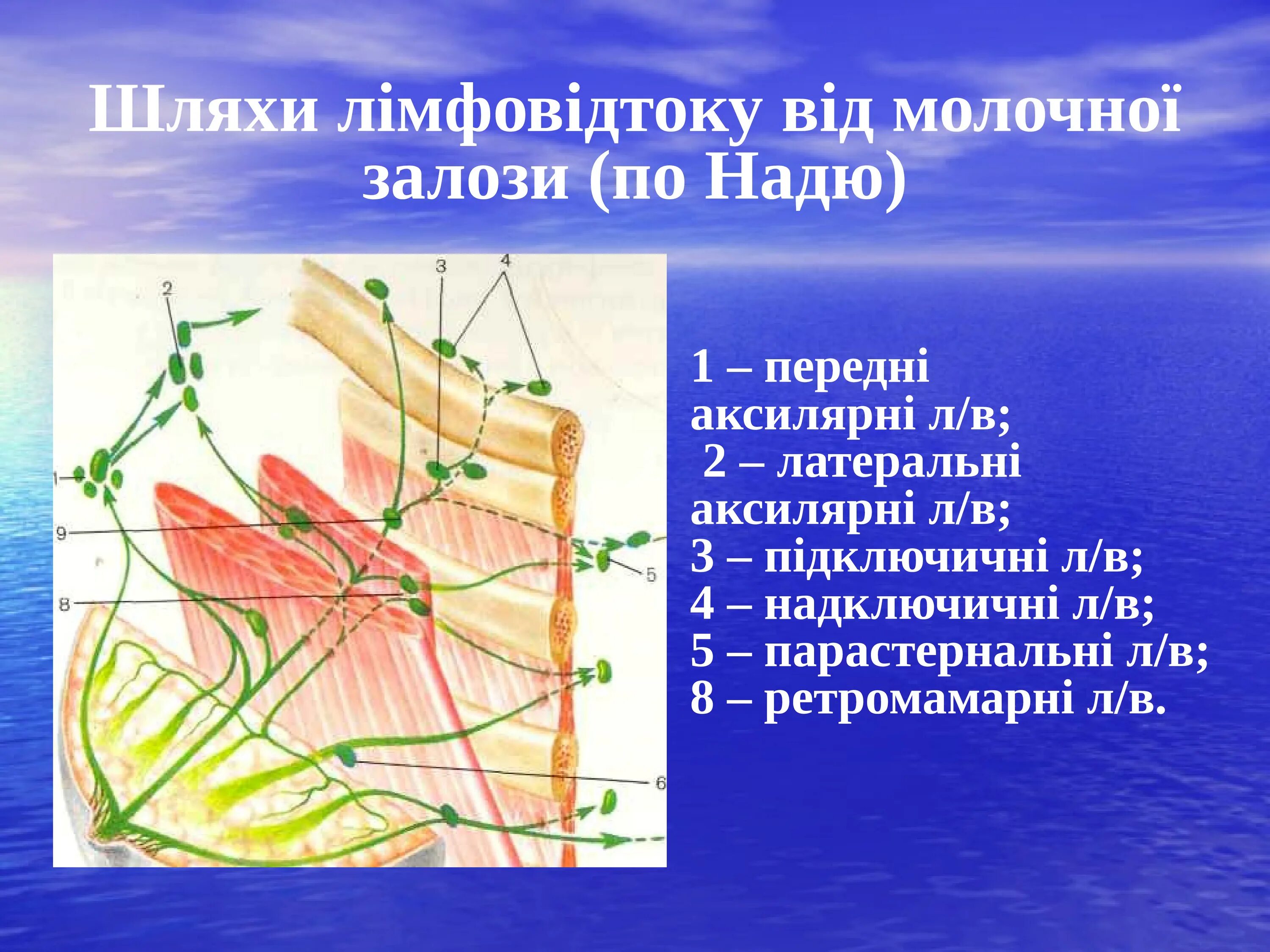 Аксилярные лимфатические узлы молочных желез. Молочная железа кровоснабжение лимфоотток топографическая анатомия. Лимфоотток молочной железы топографическая анатомия. Иннервация молочной железы схема. Лимфатическая система грудной железы.