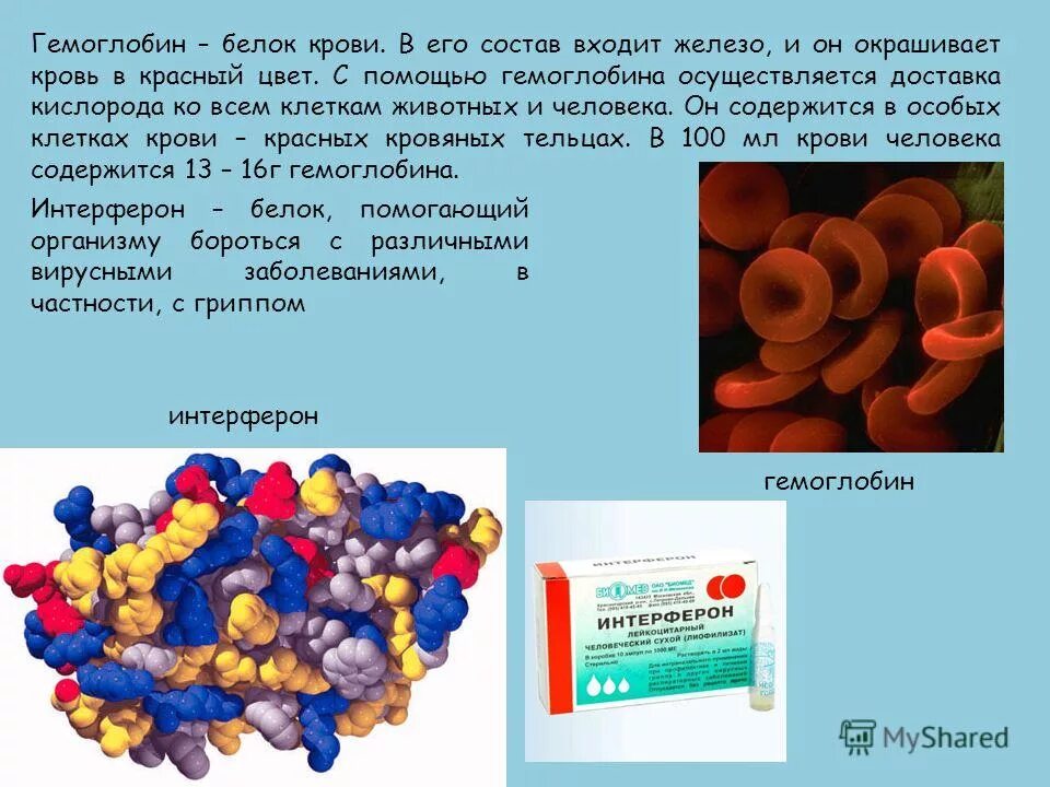 Белок печени в крови. Белок гемоглобин. Гемоглобин в крови. Железо в гемоглобине. Состав гемоглобина крови человека.