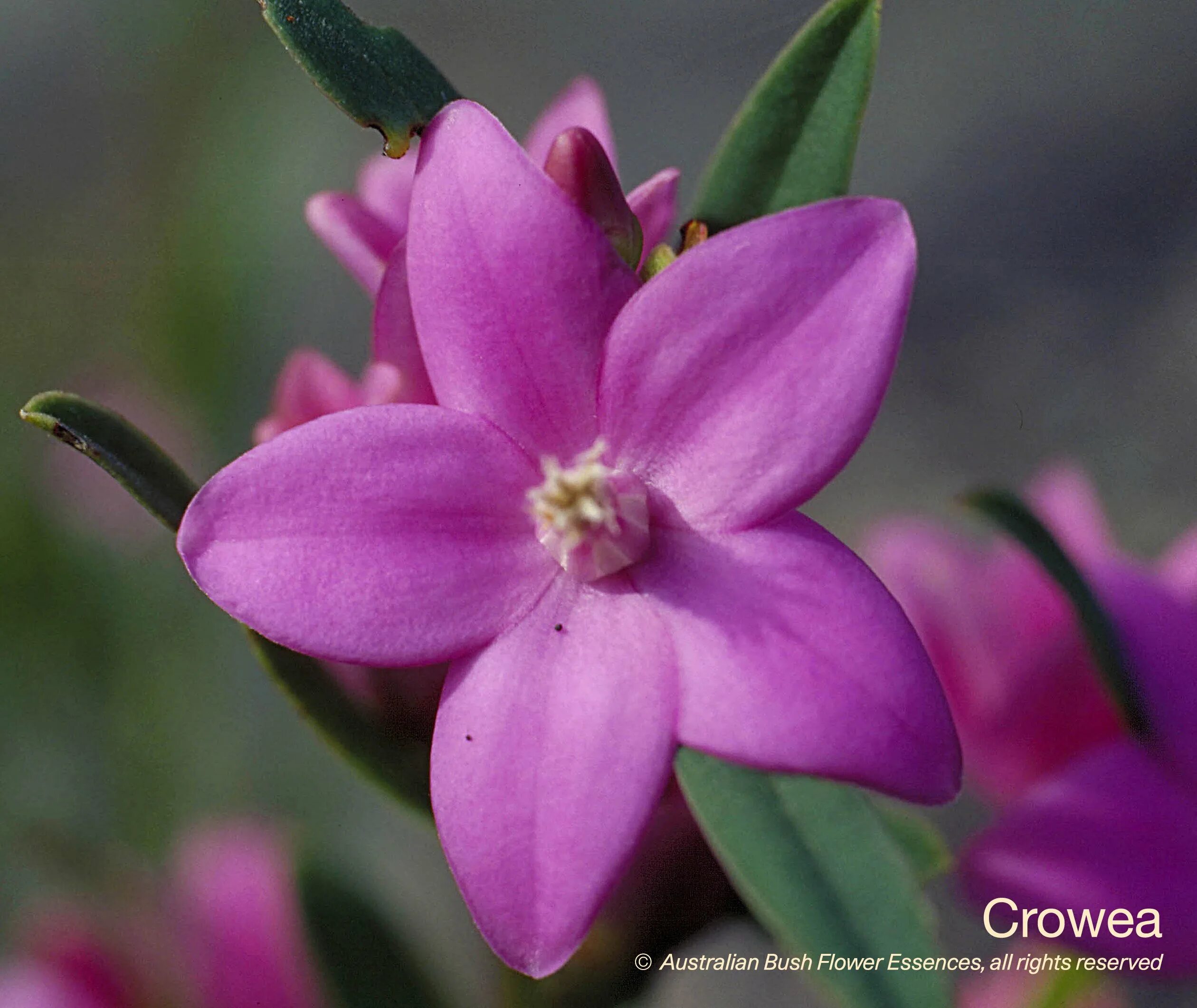 Австралийские цветы. Crowea exalata. Boronia растение. Эриостемон.