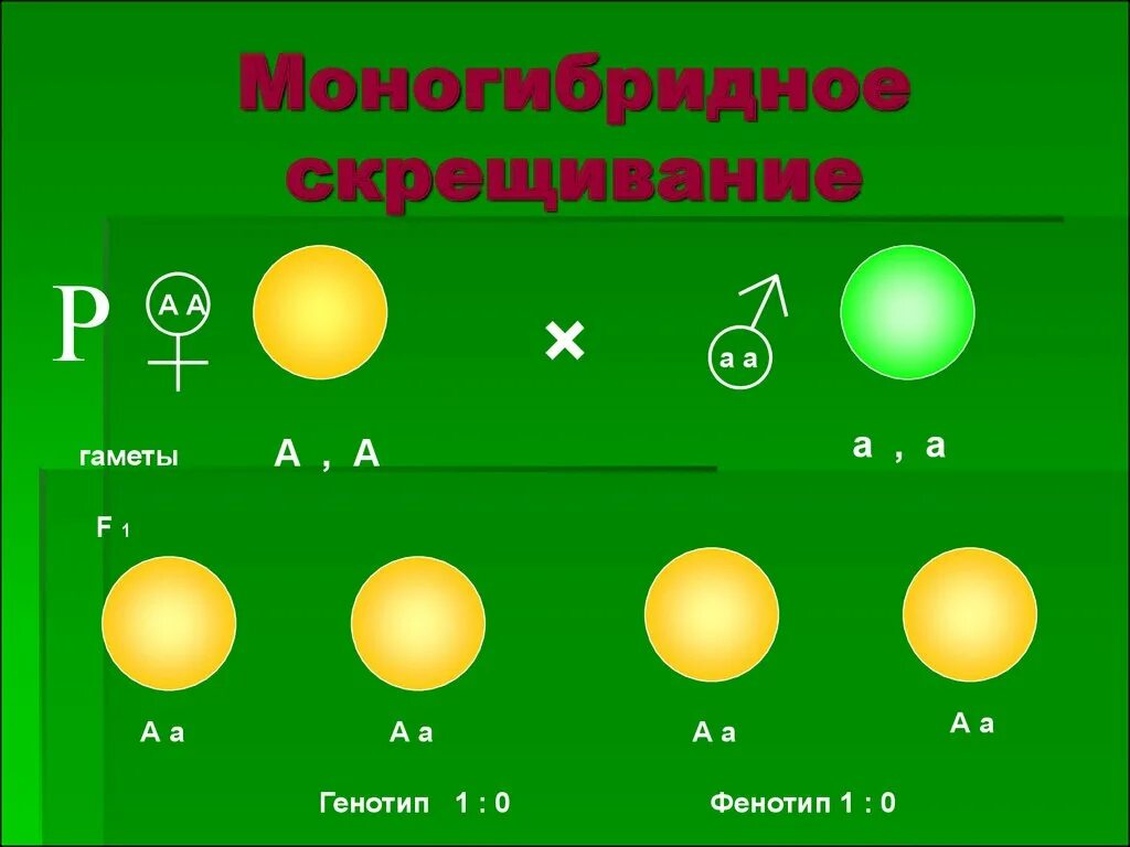 Гаметы образуемые при моногибридном скрещивании. Моногибридное скрещивание. Моногибридное скрещивание гаметы. Моногибридное скрещивание фенотип. Моногибридное скрещивание генотип.