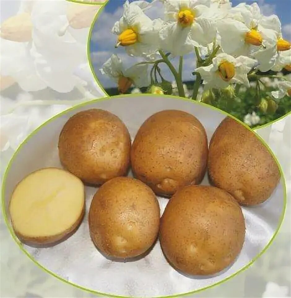 Картофель (Solatium tuberosum L.) - лекарственное, съедобное, частично ядовитое 