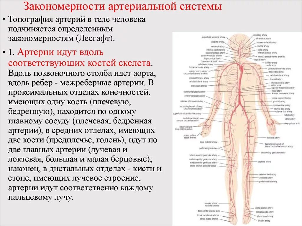 Артериальная система схема артерий. Характеристика артериальной системы кратко анатомия. Артериальная система лучевая артерия. Артериальная система ее ветви функции. Статья артерия жизни по дну чего