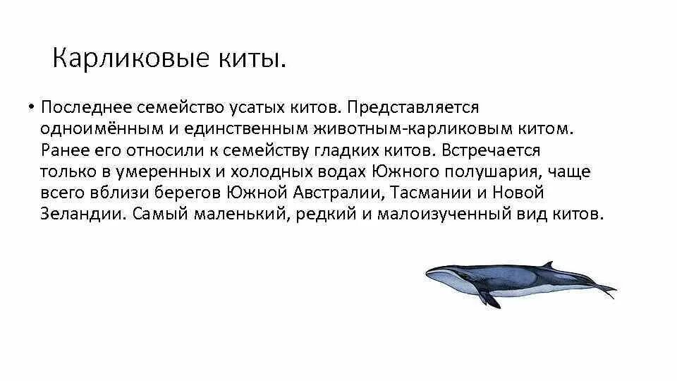 Значение китообразных в жизни человека. Отряд китообразные информация. Китообразные доклад. Карликовый гладкий кит. Китообразные презентация.