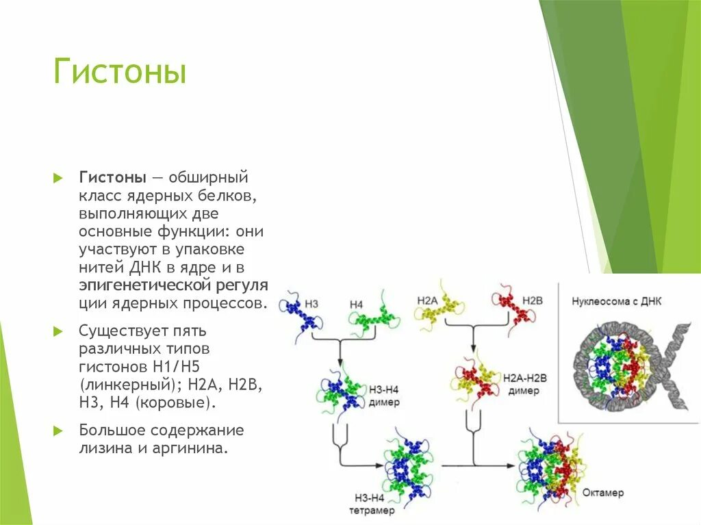 Какие структуры в ядрах содержат днк. Строение белков гистонов. Гистоны строение и функции. Строение ДНК С гистонами. Строение ядерных белков-гистонов..