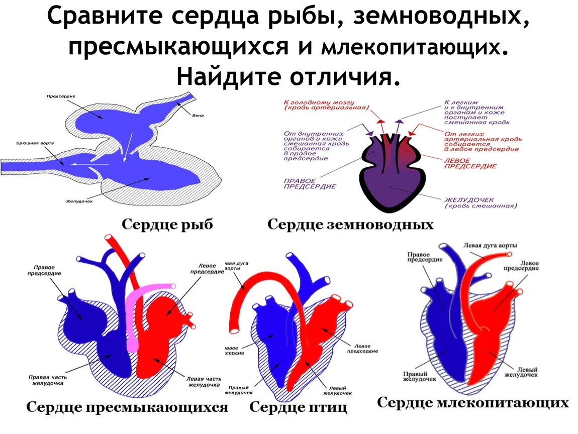 Строение кровеносной системы земноводных пресмыкающихся и млекопитающих. Строение сердца земноводных. Строение сердца млекопитающих. Кровеносная система пресмыкающихся 7 класс таблица. Строение сердца рыбы земноводные пресмыкающиеся птицы млекопитающие.