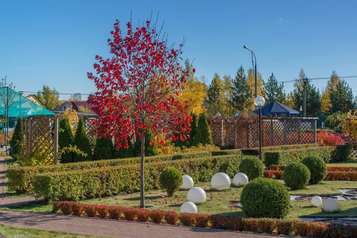 питомник растений щербакова. питомник растений елы палы. питомник растений в серпухове. питомник декоративных растений. ёлы-палы в тольятти.