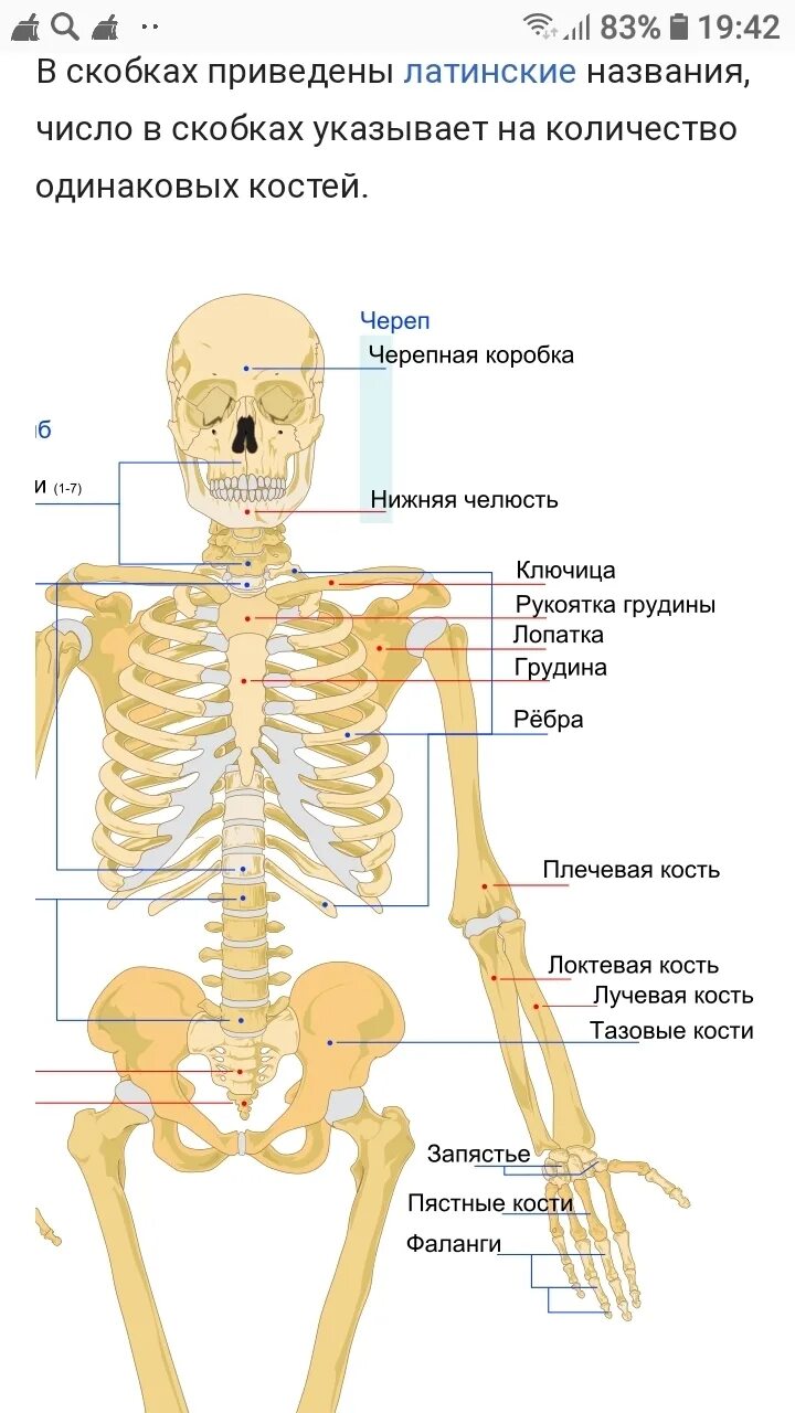 Как называется кость между. Как называются косточки под шеей спереди. как называются кости на шее спереди по русски. как называется кость ниже шеи спереди. как называются кости возле шеи спереди.