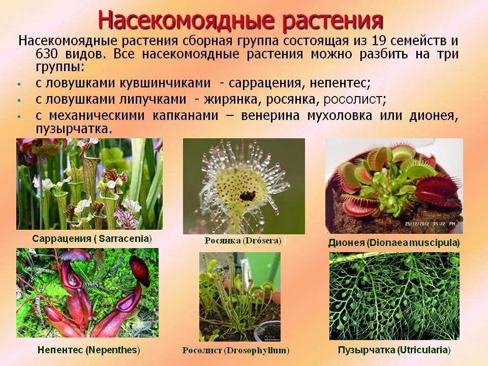 Росянка гигрофит. Растения хищникипрмеры. Насекомоядные растения характеристика. Растения хищники примеры.