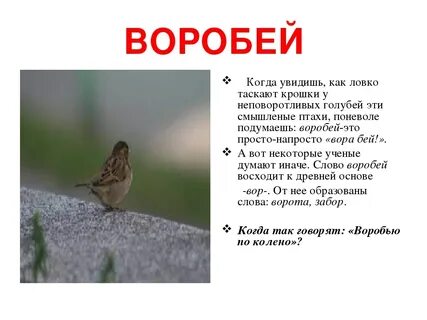 Впр 6 класс текст про соловья