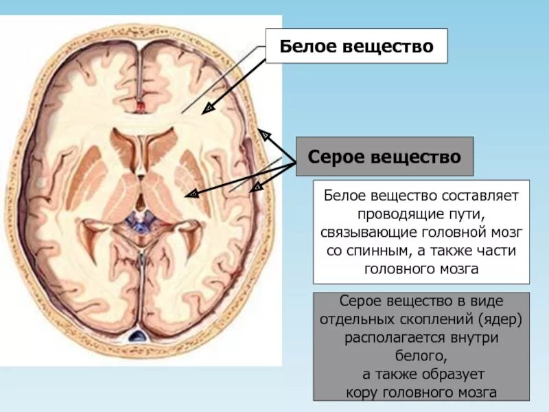 Выделения серого вещества. Распределение серого и белого вещества в головном мозге. Белое и серое вещество головного мозга функции. Серое вещество мозга и белое вещество мозга. Строение белого вещества головного мозга.