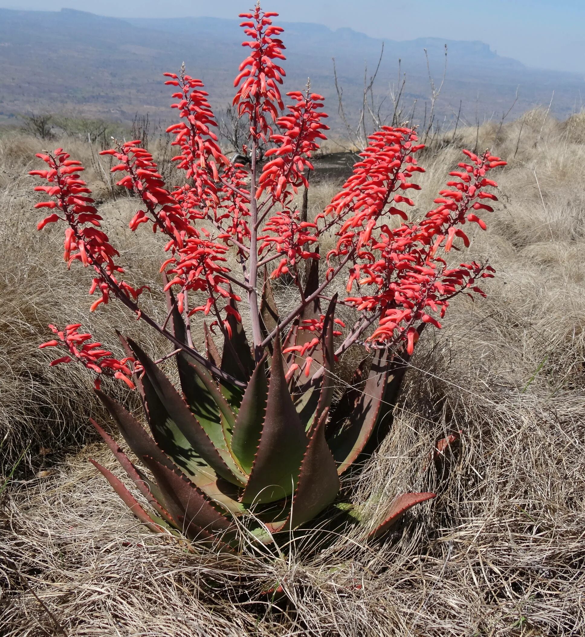 Розовый алоэ. Aloe mitriformis. Алоэ Пинк Блаш. Алоэ макулата. Алоэ растение в Мозамбике.