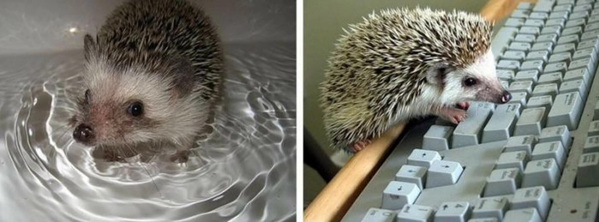 Code hedgehog. Hedgehog top down. Code hedgehog. Шапочка "ёжик". Смешарики космонавт крош.