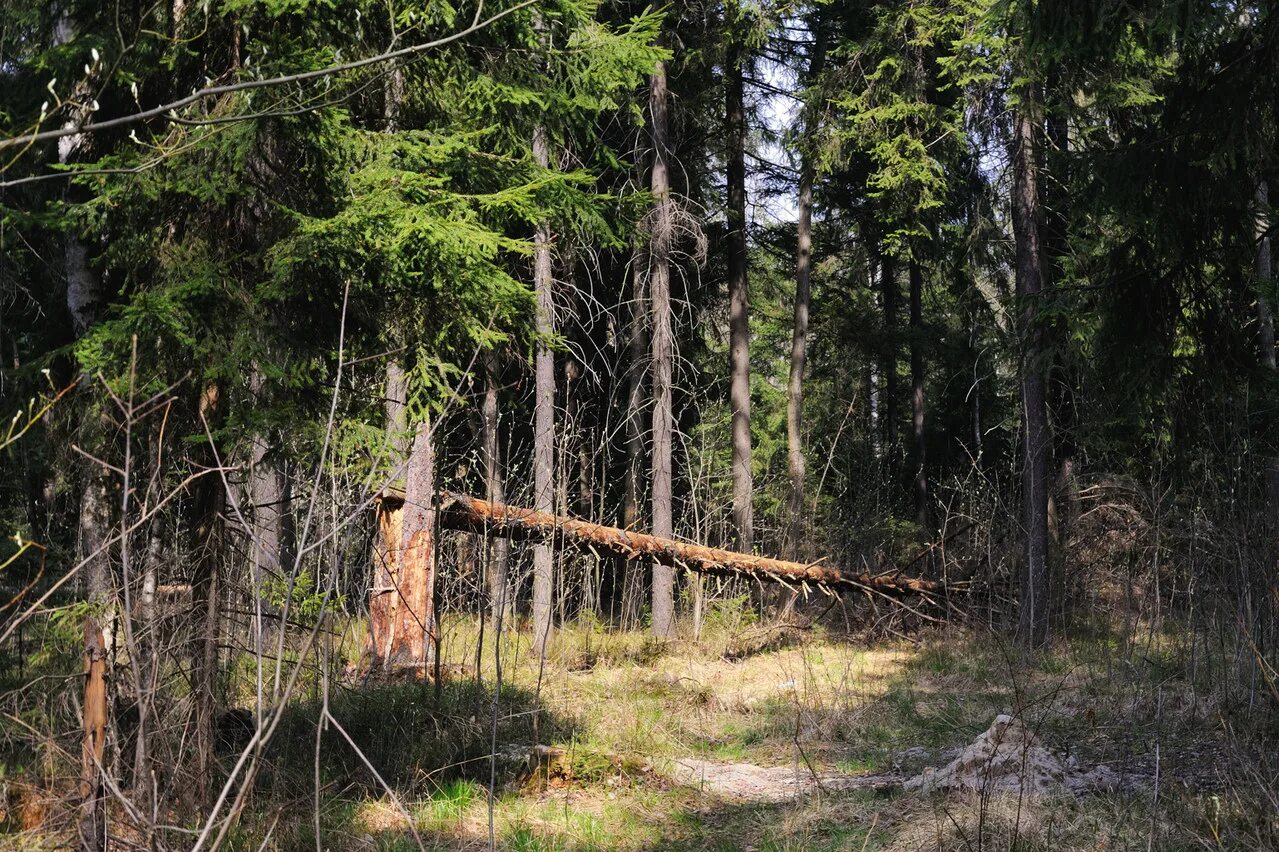 Шишкин лесная глушь 1872. Шишкин лесная глушь 1872. Волк линяет да нрава не меняет запятая. В настоящую лесную глушь забираются. Лесная глушь на краю чащи.