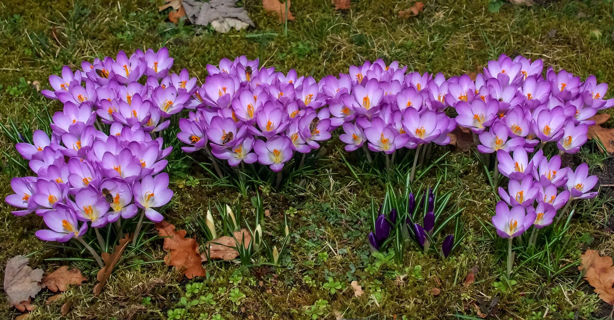 Сколько собрали денег на крокус. Крокус анкарский. Крокусы в саду. Крокус chrysanthus prins Claus.