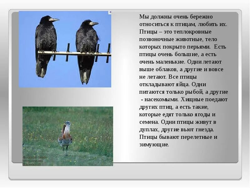 Бережное отношение к птицам. Бережно относится к птицам. Птицы это животные тело которых покрыто перьями. Птицы 2 класс.