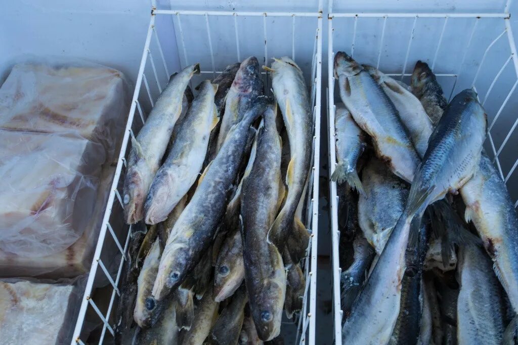 Хранения мороженой рыбы. Хранение рыбы. Хранение охлажденной рыбы. Транспортировка мороженой рыбы. Навага рыба на рынке.