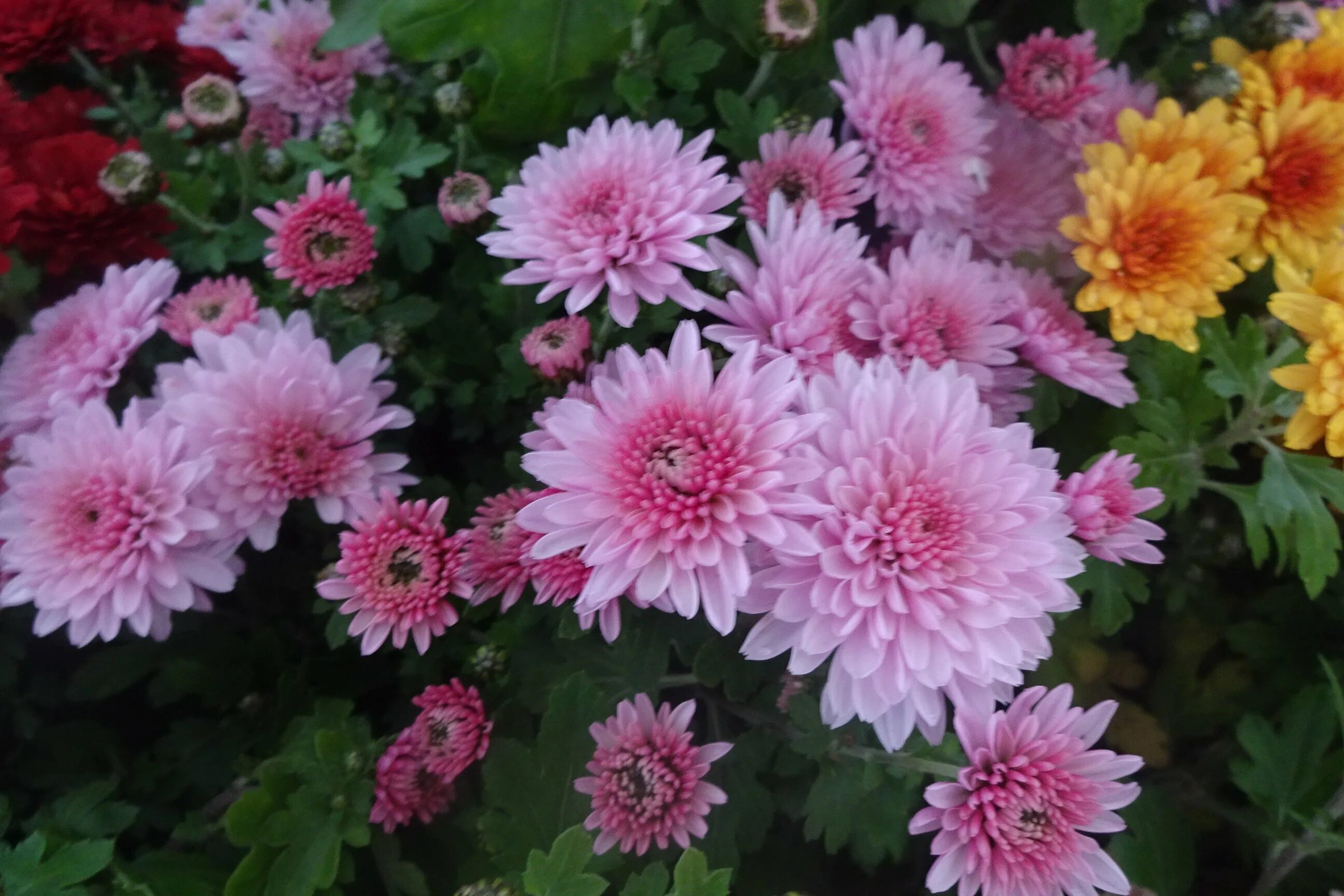 Хризантема корейская (Chrysanthemum koreanum. Хризантема корейская Эверест. Хризантема корейская мадам Шер. Хризантема Гомпи Пурпл.