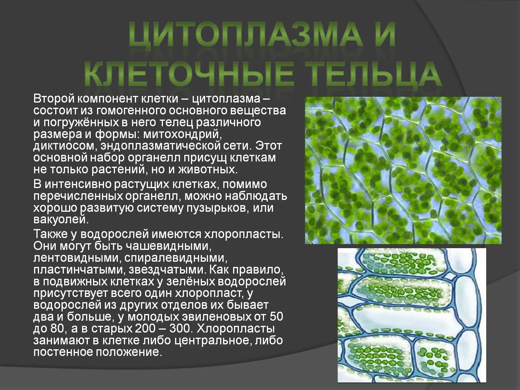 Водоносные клетки в листьях имеет. Особенности строения клеток водорослей. Содержат водоносные клетки. Клеточное строение ламинарии. Функция митохондрии клетки водорослей.