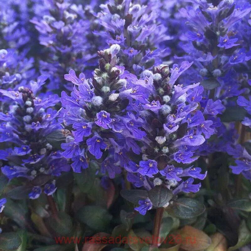 Живучка женевская хелена. Живучка ползучая (ajuga). Аюга живучка ползучая. Живучка цветение. Живучка цветение.
