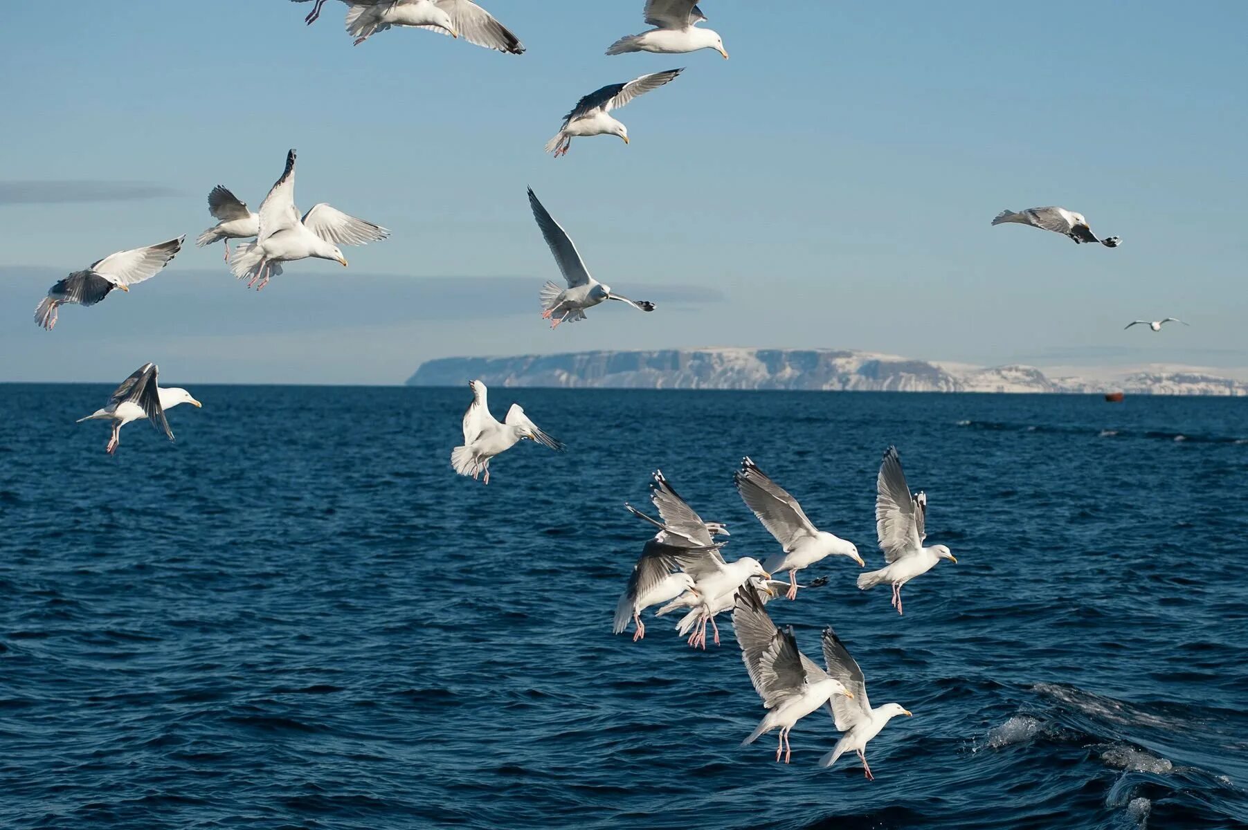 Птицы баренцева моря. Лежбище сивучей камчатка. Животный мир баренцева моря. Ларга дальневосточная нерпа. Баренцево море морские львы.