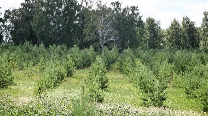 Проект сохранение лесов. Сохранение леса. Национальный проект сохранение лесов. Нацпроект леса. Нацпроект леса.