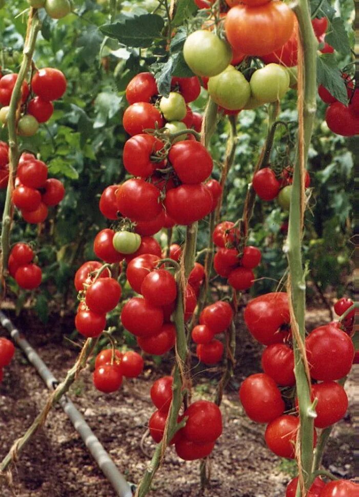 Томат благовест в теплице. Семена томат благовест f1*. Семена томат благовест f1 12шт. Гавриш благовест. Характеристика сорта благовест.