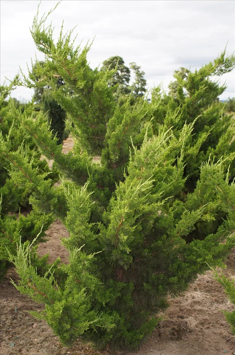 Juniperus chinensis. Можжевельник китайский блау. можжевельник chinensis kaizuka. можжевельник китайский стрикта вариегата. можжевельник китайский (j. chinensis).