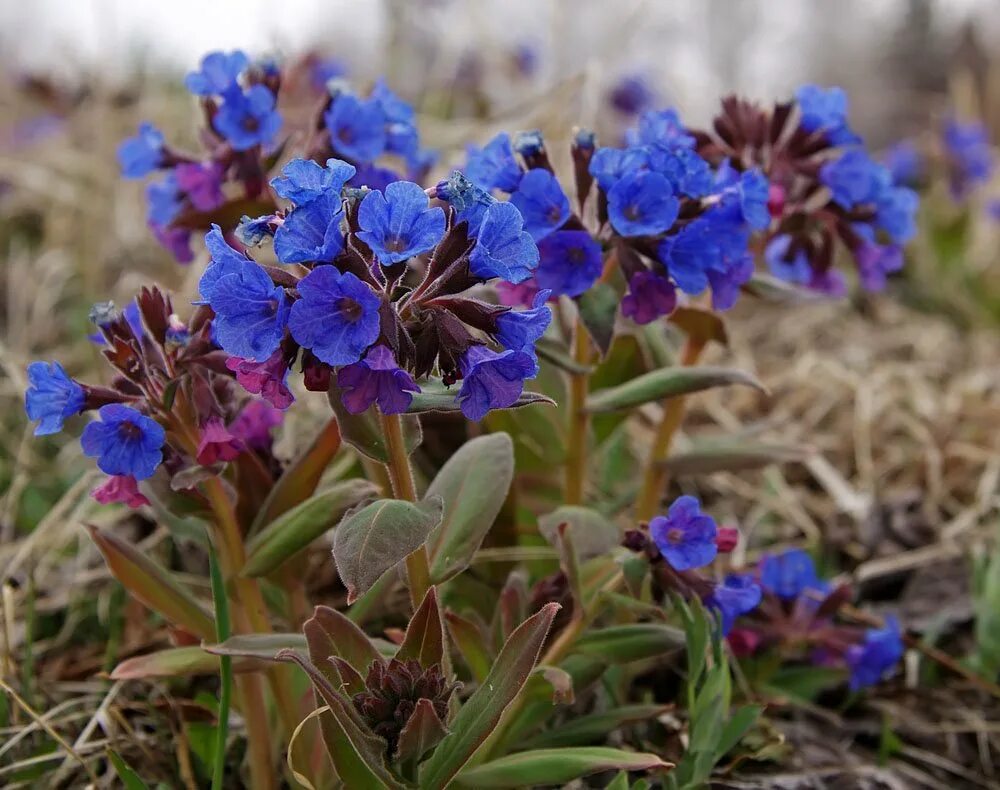 Медуница распберри сплэш. Медуница пульмонария. Медуница неясная (pulmonaria obscura). Медуница лечебные. Медуница марджери фиш.