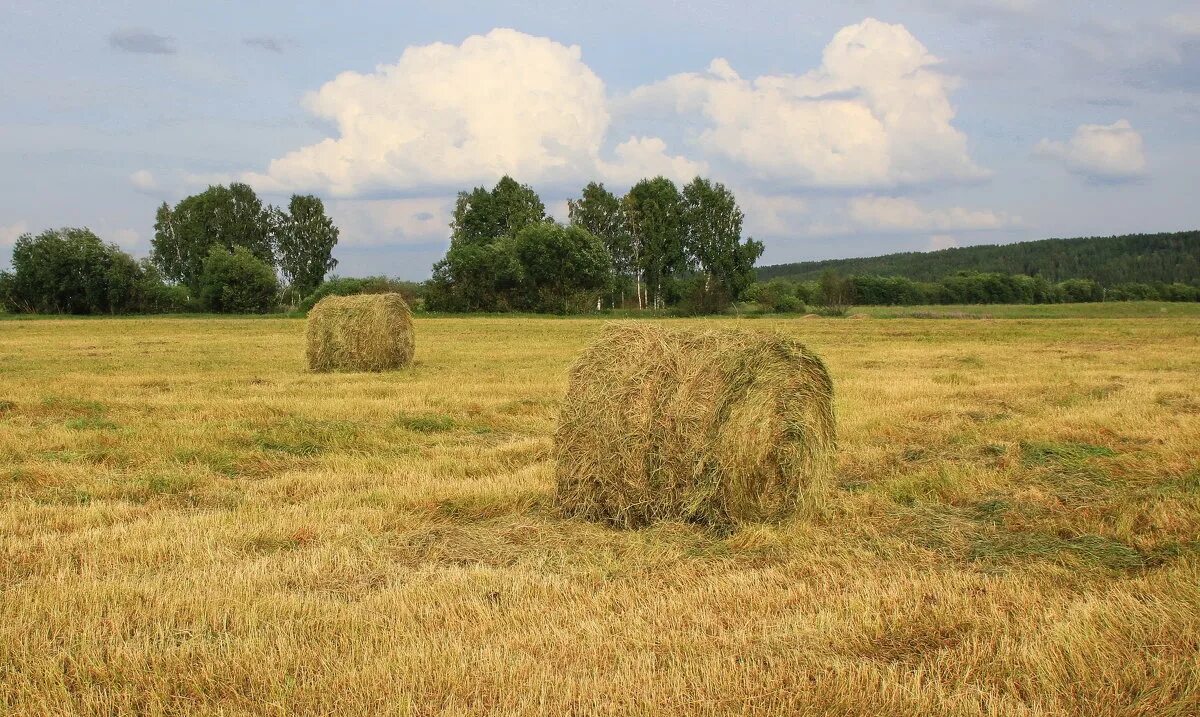 Скошенное сено. Crjityfz nhff. Трава сено. Сено в валках. Скирда сноп.