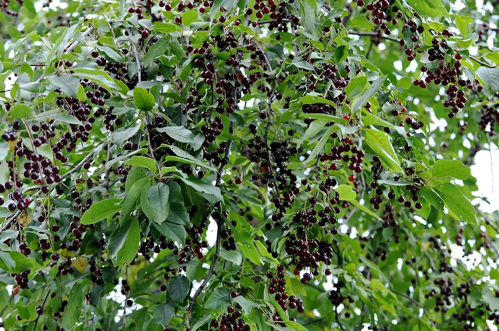 Ягоды черемухи. Черемуха дерево с ягодами. Черная черемуха дерево. Черёмуха обыкновенная ягоды. Черная черемуха куст.
