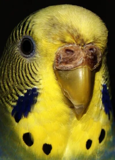 Восковица у птиц. Слоится клюв у волнистого попугая. Восковица у птиц. Пинто волнистый попугай. Восковица самки волнистого попугая.