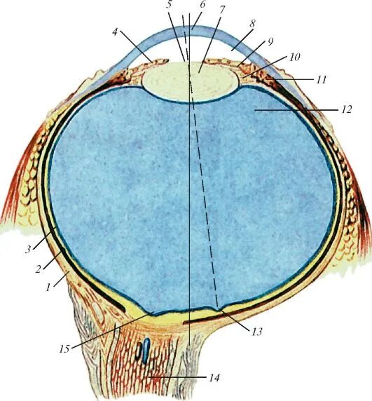 Глазные яблоки расположены в парных углублениях черепа. Экватор склеры. Глазное яблоко (Bulbus Oculi).. Глазное яблоко правое полусхематично. Медиальный срез глазного яблока.