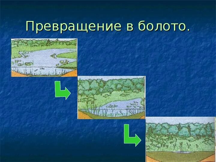 Природное образование болото. Болото презентация. Болотные сообщества. Растительное сообщество болота. Природное сообщество в болоте.